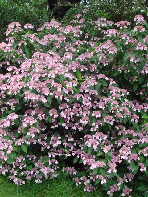 Hydrangea macrophylla 'Hornli'